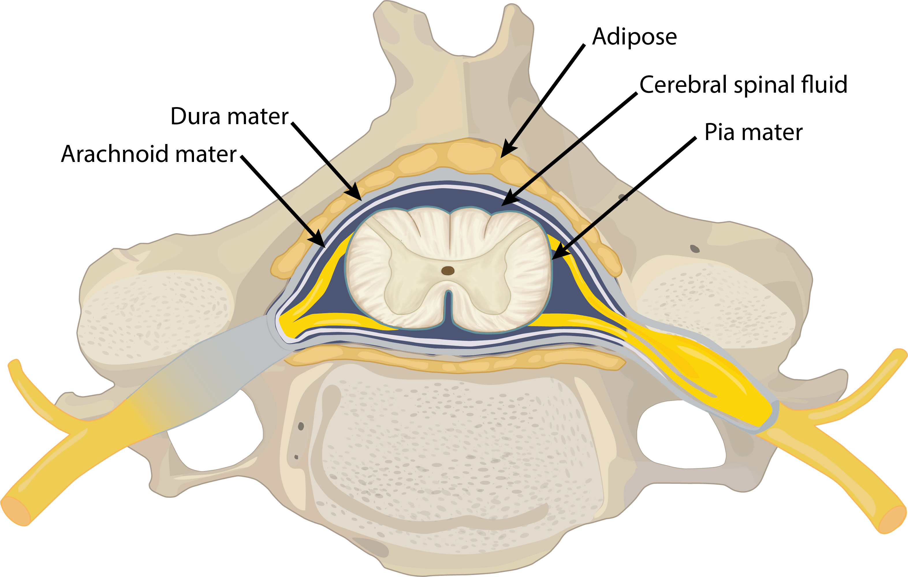 <p><strong>Meninges</strong> - from outermost</p>