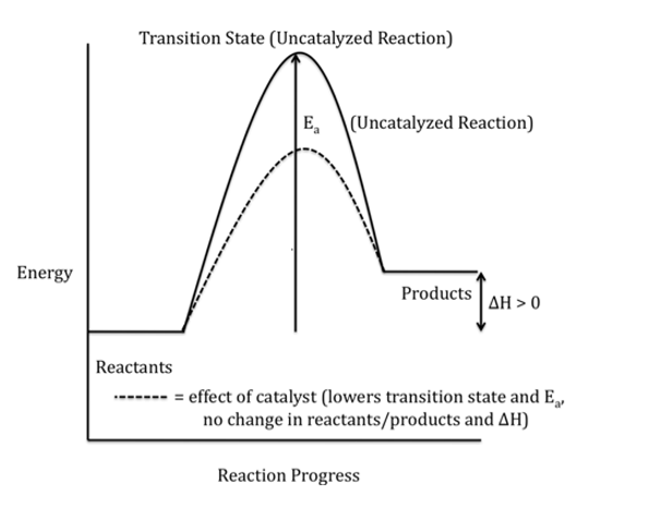<p>Draw and interpret potential energy diagrams for endothermic reactions and state characteristics of  endothermic reaction</p>