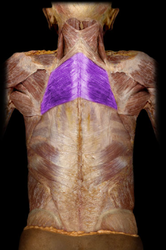 <p>scapular retraction and stabilizes scapula against thoracic cage</p>
