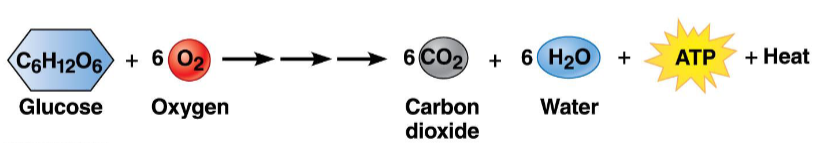 <p><span>Reaction that produces or releases energy. For example, chemical energy stored in glucose is released as ATP and heat</span></p><p></p>