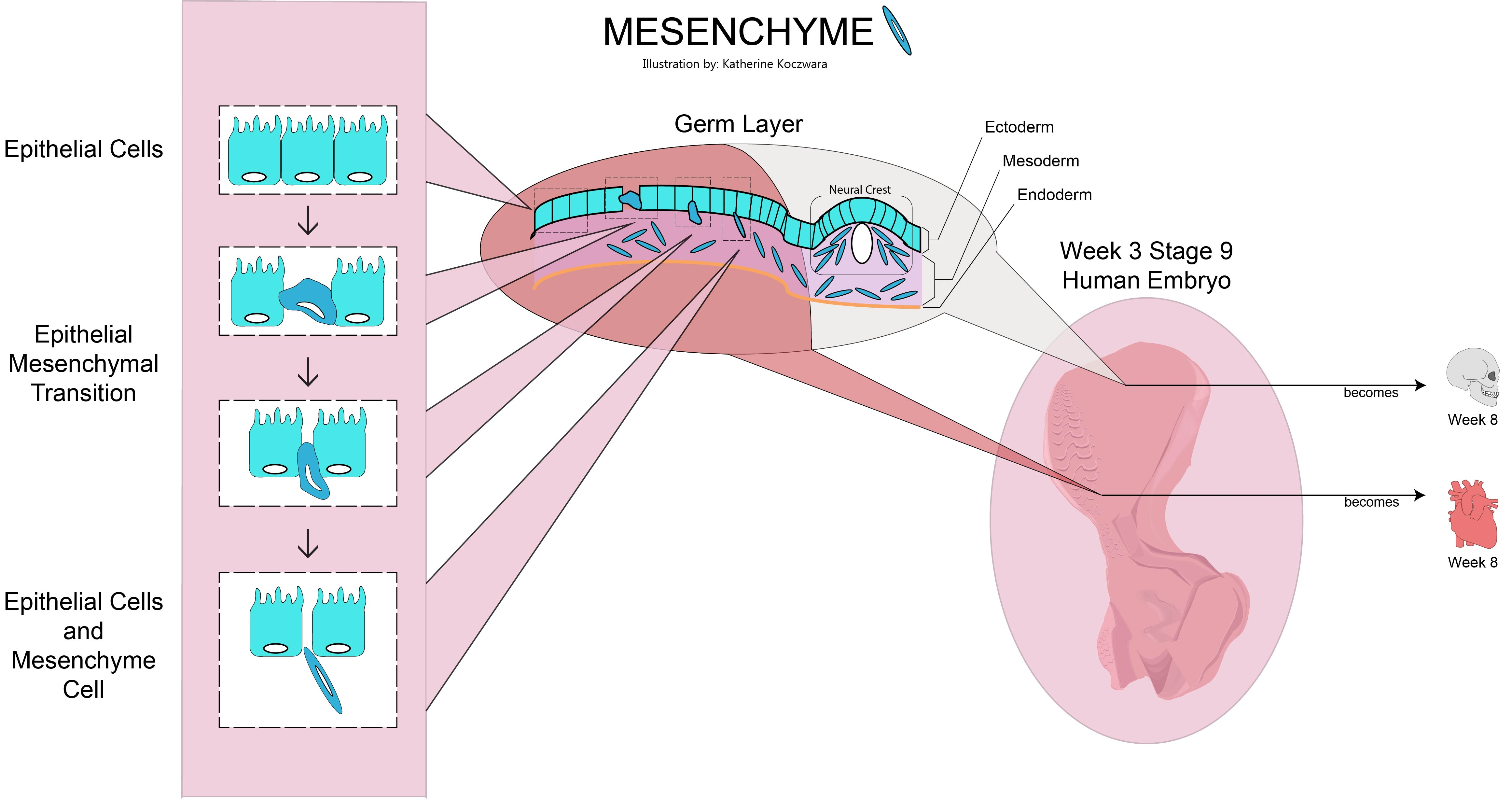 <ol><li><p>Skeleton develops from the embryonic mesenchyme</p></li><li><p>Following that, these 2 processes occur: intramembranous and endochondral ossification occurs</p></li></ol><p></p>