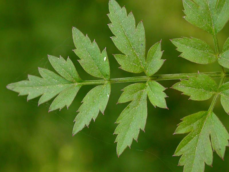<p>Pacific water parsley</p>