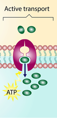 <p>Types of Active Transport = energy(ATP) required for cell to move substances across membrane.</p>