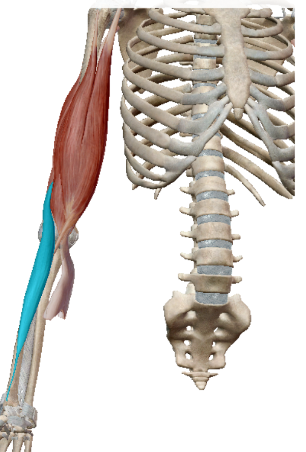 <p>brachioradialis origin</p>