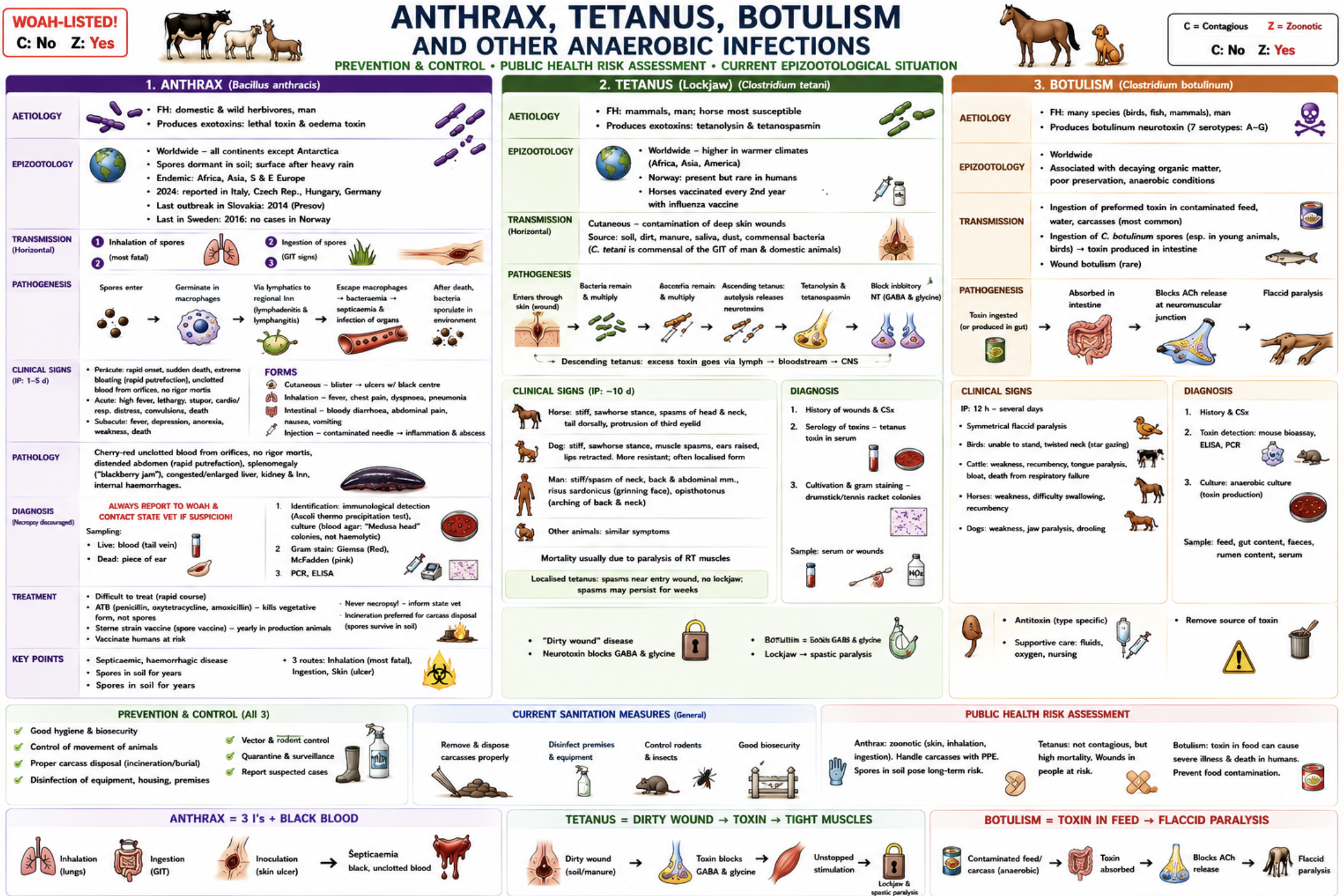 <p><strong>Anthrax</strong></p><p><span style="color: red;"><strong>WOAH-listed</strong></span> | <span style="color: red;">Zoonotic</span></p><p><u>Etiology:</u></p><ul><li><p><em><mark data-color="red" style="background-color: red; color: inherit;">Bacillus anthracis</mark></em></p></li><li><p><strong>Spore-forming</strong> bacterium, produces: <strong>lethal toxin + oedema toxin</strong></p></li></ul><p><u>Epizootology</u></p><ul><li><p><strong>Worldwide </strong>except Antarctica, <strong><em>Endemic: Africa, Asia, southern/eastern Europe</em></strong></p></li><li><p>Spores survive in soil for decades. Rain/flooding may expose spores</p></li><li><p><strong>Norway:</strong> no reported cases</p></li></ul><p><u>Transmission</u></p><p><strong>1. Inhalation (most fatal), 2. Ingestion, 3. Cutaneous inoculation</strong></p><p><u>Pathogenesis</u></p><ul><li><p>Spores → macrophages → lymphatics → septicaemia → sudden death → sporulation after death.</p></li></ul><p><u>Clinical signs</u></p><ul><li><p><strong>Peracute:</strong> Sudden death,<strong> No rigor mortis</strong>, <span style="color: red;">Cherry-red unclotted blood from orifices</span>, Rapid bloating</p></li><li><p><strong>Acute/subacute: </strong>Fever, Dyspnoea, Convulsions, Depression</p></li></ul><p><u>Human forms</u></p><ul><li><p><strong>Cutaneous</strong>: black ulcer</p></li><li><p><strong>Pulmonary:</strong> severe pneumonia</p></li><li><p><strong>Intestinal:</strong> bloody diarrhoea</p></li></ul><p><u>Pathology</u></p><ul><li><p>Splenomegaly (“blackberry jam spleen”), Haemorrhages, Congested organs, DO NOT OPEN CARCASS</p></li></ul><p><u>Diagnosis</u></p><ul><li><p>Report immediately! <strong>Blood</strong> from a live animal, <strong>Ear tissue</strong> from a dead animal</p></li><li><p>PCR, ELISA, Culture (“Medusa head” colonies),<strong><mark data-color="red" style="background-color: red; color: inherit;"> Ascoli precipitation test</mark></strong>, Giemsa/McFadden stain</p></li></ul><p><u>Treatment/prevention</u></p><ul><li><p> Penicillin, oxytetracycline</p></li><li><p>Annual vaccination in endemic areas</p></li><li><p>Never necropsy!! <strong>Incineration</strong> preferred</p></li></ul><p></p><p><strong>Tetanus (“lockjaw”)</strong></p><p><span style="color: red;">Zoonotic</span></p><p><u>Etiology:</u></p><ul><li><p><em><mark data-color="red" style="background-color: red; color: inherit;">Clostridium tetani </mark>→ </em>Neurotoxins: <strong>tetanospasmin + tetanolysin</strong></p></li></ul><p><u>Transmission</u></p><ul><li><p>Contaminated wounds, Soil/manure contamination</p></li></ul><p><u>Pathogenesis</u></p><p>Toxin blocks inhibitory neurotransmitters (GABA/glycine) →<strong> spastic paralysis</strong></p><p><u>Clinical signs</u></p><ul><li><p>Horse: <strong>Sawhorse stance, Third eyelid prolapse, Tail elevated</strong></p></li><li><p>Dog: Muscle rigidity, Retracted lips, <strong>Often localised form</strong></p></li><li><p>Humans: Lockjaw, Risus sardonicus, Opisthotonus</p></li></ul><p>Cause of death: <strong>Respiratory paralysis</strong></p><p><u>Diagnosis</u></p><ul><li><p>History + wounds, Toxin serology, Culture (“<strong>drumstick</strong>” appearance)</p></li></ul><p><u>Treatment/prevention</u></p><ul><li><p>Antitoxin, Metronidazole/penicillin, Wound cleaning + oxygenation, Vaccination (tetanus toxoid)</p></li></ul><p></p><p><strong>Botulism (“limber neck”)</strong></p><p><span style="color: red;"><strong>WOAH-listed | Zoonotic</strong></span></p><p><u>Etiology</u></p><ul><li><p><em><mark data-color="red" style="background-color: red; color: inherit;">Clostridium botulinum, </mark></em>Toxins A–G, Animals mainly C & D, Humans mainly A, B, E</p></li></ul><p><u>Epizootology</u></p><ul><li><p><strong>Worldwide</strong>, Toxin in decaying food/carcasses, Birds infected through maggots</p></li><li><p><strong>Norway:</strong> rakfisk, cured meats (spekemat), contaminated needles</p></li></ul><p><u>Transmission</u></p><ul><li><p>Ingestion of toxin/spores, Improper canned food, Honey in infants, Iatrogenic injections</p></li></ul><p><u>Pathogenesis</u></p><ul><li><p>Blocks acetylcholine release → <strong>flaccid paralysis.</strong></p></li></ul><p><u>Clinical signs</u></p><ul><li><p>Birds: <strong>Limber neck</strong>, Paralysis, Cannot fly/walk</p></li><li><p>Mammals: Dysphagia, Weakness, Drooling, <strong>Progressive paralysis</strong></p></li><li><p>Horse: Colic, Ileus, <strong>Shaker foal syndrome</strong></p></li></ul><p><u>Diagnosis</u></p><ul><li><p> Feed history, Toxin ELISA/neutralisation, Serum/GIT samples</p></li></ul><p><u>Treatment/prevention</u></p><ul><li><p>Antitoxin, Gastric lavage, Remove contaminated feed, Proper food preservation</p></li></ul><p></p><p><strong><u>Other important anaerobic infections</u></strong></p><p><em><mark data-color="red" style="background-color: red; color: inherit;">Clostridium perfringens </mark>→ </em>Enterotoxaemia (Diarrhoea, Bloody faeces, Malabsorption)</p><p></p><p><em><mark data-color="red" style="background-color: red; color: inherit;">Clostridium chauvoei</mark> → Blackleg (</em>Young cattle, Gas-producing myonecrosis, Lameness + dark muscle)</p><p></p><p><em><mark data-color="red" style="background-color: red; color: inherit;">Clostridium septicum</mark> → Malignant edema (</em>Wound contamination, Necrosis + gangrene, Fatal septicaemia)</p><p></p><p><mark data-color="red" style="background-color: red; color: inherit;"> </mark><em><mark data-color="red" style="background-color: red; color: inherit;">Clostridium haemolyticum </mark>→ </em>Bacillary haemoglobinuria (Intravascular haemolysis, Haemoglobinuria)</p><p></p><p><em><mark data-color="red" style="background-color: red; color: inherit;">Fusobacterium necrophorum</mark> → Necrobacillosis (</em>Calf diphtheria, Hepatic necrosis, Foot rot)</p><p></p><p><u>Public health risk</u></p><ul><li><p>Anthrax: inhalation spores = most dangerous</p></li><li><p>Botulism: food poisoning</p></li><li><p>Tetanus: wound contamination</p></li><li><p> PPE + hygiene important</p></li></ul><p></p><p><strong> a) Prevention, control, outbreak measures</strong></p><p><strong><u>Anthrax</u></strong>: Do NOT open carcass, Incineration, Vaccination in endemic areas, Rodent/insect control, Disinfection before restocking, Prophylactic ATB for exposed workers</p><p>NB! If the carcass accidentally opens → ATB to exposed people, Vaccinate the herd, Soil disinfection</p><p><strong><u>Tetanus:</u></strong> Early wound treatment, Vaccination, Antitoxin therapy</p><p><strong><u>Botulism: </u></strong>Proper canning/storage, Remove dead birds/carcasses, Rodent control, Antiserum</p><p></p><p><strong> b) Sanitation & focal disinfection, <mark data-color="purple" style="background-color: purple; color: inherit;">conditions for use of formaldehyde</mark></strong></p><p>Anthrax</p><ul><li><p>Resistance: Spores survive: heat, UV, desiccation, survives for decades in soil</p></li></ul><ul><li><p>Housing: <strong>10% Chloramine T, 10% chlorinated lime, 10% NaOH, 10% formalin</strong>, 4% glutaraldehyde, 1% peracetic acid</p></li><li><p>Soil: Lime, Phosphoric acid, Peracetic acid</p></li><li><p>Manure: <strong>Incineration</strong>, Composting + formaldehyde/glutaraldehyde</p></li><li><p>Slurry: 3% phosphoric acid, 1% peracetic acid</p></li><li><p>Spores destroyed by <strong>Autoclaving</strong></p></li></ul><p>Tetanus: 10% chlorinated lime, 3% formaldehyde, Autoclaving</p><p>Botulism: Autoclaving, Gamma radiation, Heating:100°C/10 min or 80°C/30 min</p><p></p><p><strong><mark data-color="purple" style="background-color: purple; color: inherit;">Formaldehyde — conditions of use</mark></strong></p><p> Properties</p><ul><li><p>Effective against: bacteria, fungi, viruses, mycobacteria, spores (it is not stable)</p></li></ul><p> Usage</p><ul><li><p>30% active formalin</p></li></ul><ul><li><p>Spray: 2% (max10%)</p></li><li><p>Focal: 3% + 3% NaOH (alkaline formaldehyde)</p></li><li><p>Vapour: humidity 70–90%, temperature >15°C</p></li></ul><p> Risks</p><ul><li><p><strong>Carcinogenic</strong> (Category 1B)</p></li><li><p><strong>Suspected mutagen</strong> (class 2 mutagen)</p></li><li><p>Irritating/toxic by inhalation/contact</p></li></ul><p> Important</p><ul><li><p><span style="color: red;">Use only by trained professionals with PPE!!!</span></p></li><li><p><span style="color: red;">approved for animal housing, animal feet, vehicles, and eggs in hatcheries in 2015</span></p></li></ul><p></p>