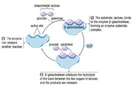 <p>Explain the<strong><u> catalyic cycle </u></strong>of an enzyme </p>
