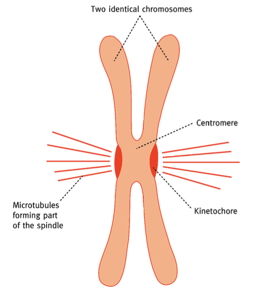 <p>Centromère (section d’ADN fortement condensée, non-impliquée dans l’expression génique, liant les chromatides homologues), kinétochore (structure protéique au niveau du centromère, reliant les 2 chromatides et les liant ensuite au fuseau mitotique). </p>