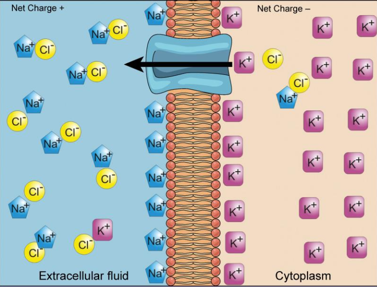 <p>If the net charge on the outside of the cell is more positive than the inside, an ion like potassium (K<sup>+</sup>) will be pulled in by the electrical gradient because the inside of the cell where it currently sits is more negative (opposites attract)</p>