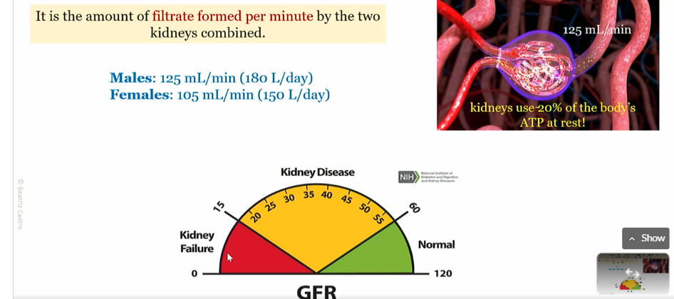 <p>ampunt of filtrate created by renal corpuscle per minute</p>