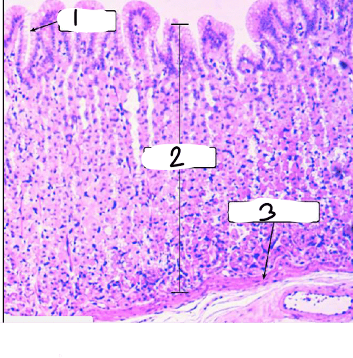 <p>Gastric Gland:</p><p>3</p>