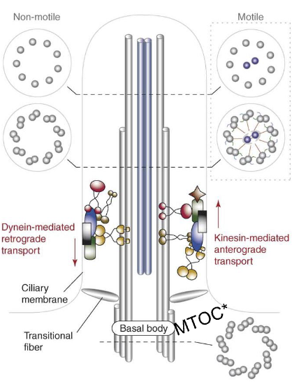 <p><span style="color: blue;"><strong><mark data-color="blue" style="background-color: blue; color: inherit;">Kinesin</mark></strong></span> + <span style="color: blue;"><strong><mark data-color="blue" style="background-color: blue; color: inherit;">dynein</mark></strong></span></p>