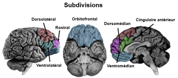 <p>corps calleux (matière blanche, relie les 2 hémisphères) </p><p></p>