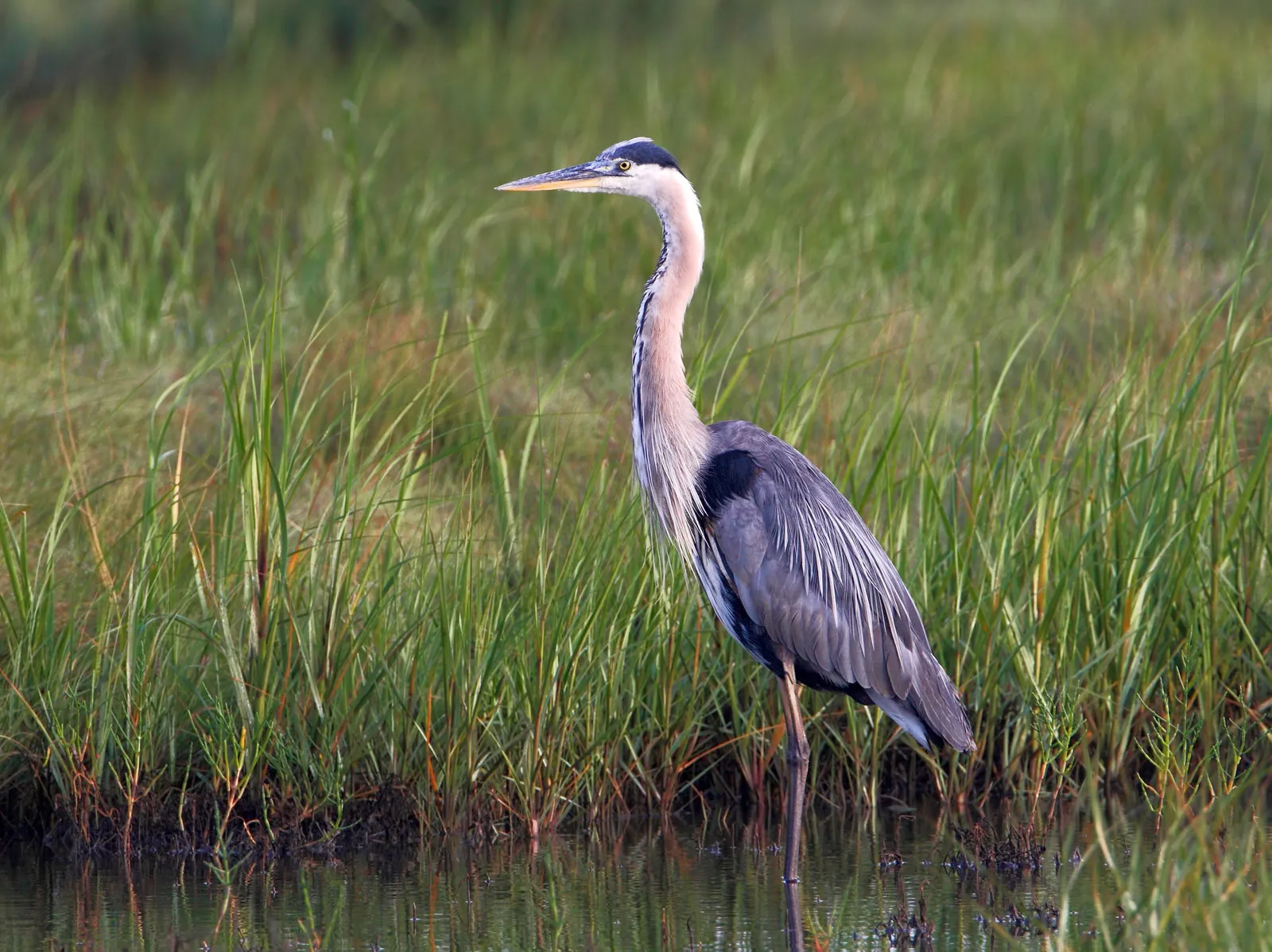 <p>Great Blue Heron</p>