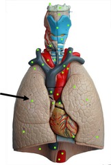 <p>Identify the structure</p>