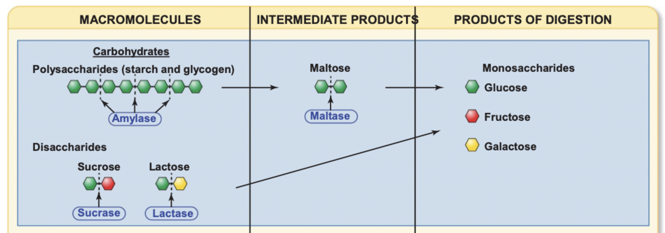 <p>Amylase breaks down polysaccharides (starch, glycogen) → maltase breaks down maltose → glucose</p><p>Sucrase and lactase break down disaccharides (sucrose, lactose) → fructose, galactose</p>