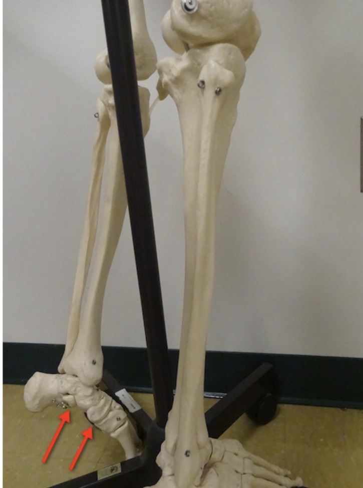 <p>Name the body region</p>