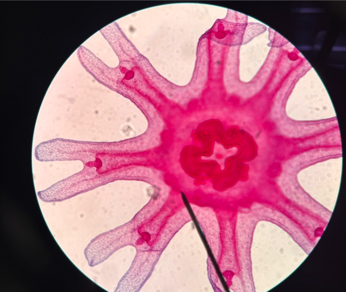 <p>What is this? Class and Phylum?</p>