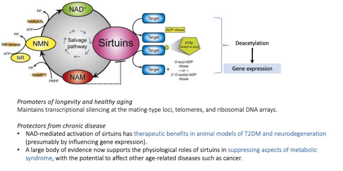 <p>aspects of metabolic syndrome, with the potential to affect other age-related diseases such as cancer.</p>