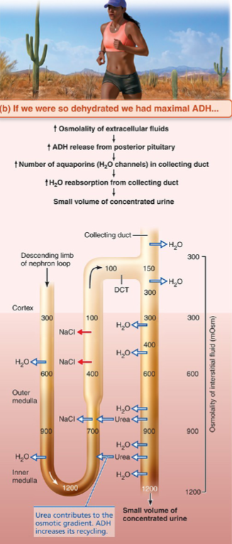 <ul><li><p>ADH binds V2 receptors on principal cells</p></li><li><p>SO, aquaporin-2 channels inserted into apical membrane of collecting duct</p></li><li><p>Water flows out into hypertonic medullary interstitium by osmosis</p></li><li><p>Urine concentrates progressively as it descends through gradient</p></li><li><p>Result: small volume of concentrated urine (up to 1200 mOsm) AKA dehydrated state</p><ul><li><p>Minimum ~500 mL/day (obligatory solute excretion)</p></li></ul></li></ul><p></p>
