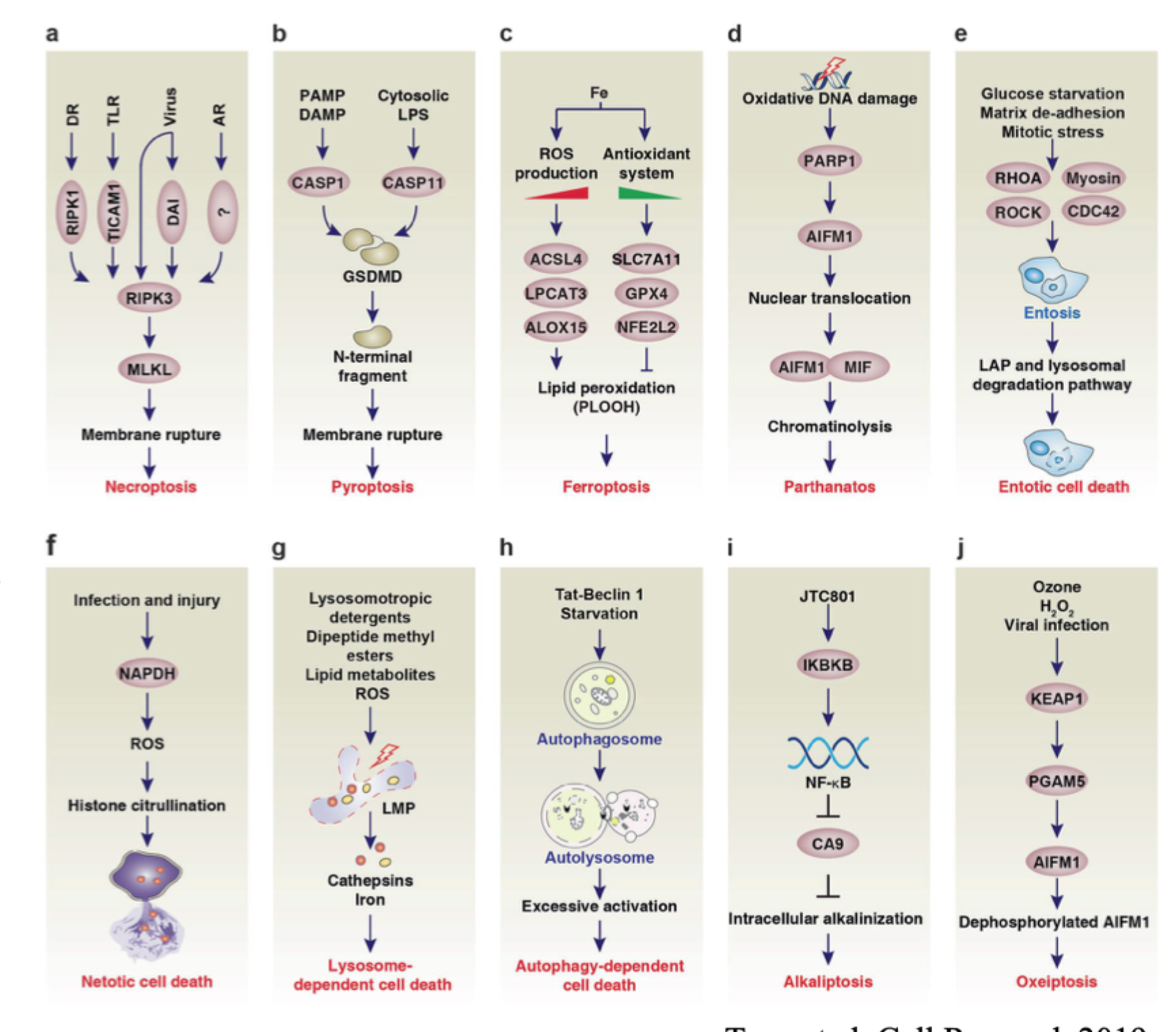 <p><strong>Necroptosis</strong>, <strong>ferroptosis</strong> og <strong>pyroptosis</strong>.</p>