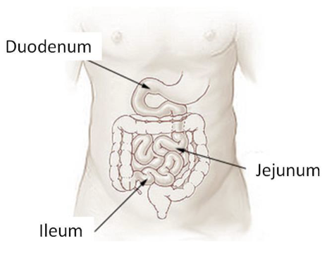 <ul><li><p>The duodenum is the first portion of the small intestine (25cm); intensifies chemical digestion</p></li><li><p>Jejunum and ileum together make up majority of the small intestine (260cm); responsible for absorption of nutrients</p></li><li><p>The pancreas and liver play roles in digestion by supplying the duodenum with digestive enzymes and bile</p></li></ul><p></p>