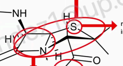 <p>The whole beta-lactam ring which includes thiazole introduces greater strain on the ring alone. This is the reason why it is unstable.</p>