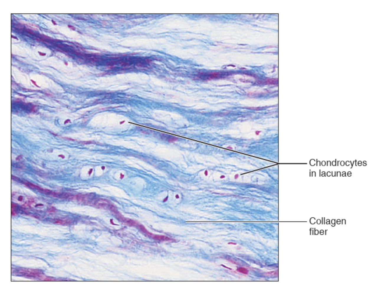 <p>What tissue is this?</p>
