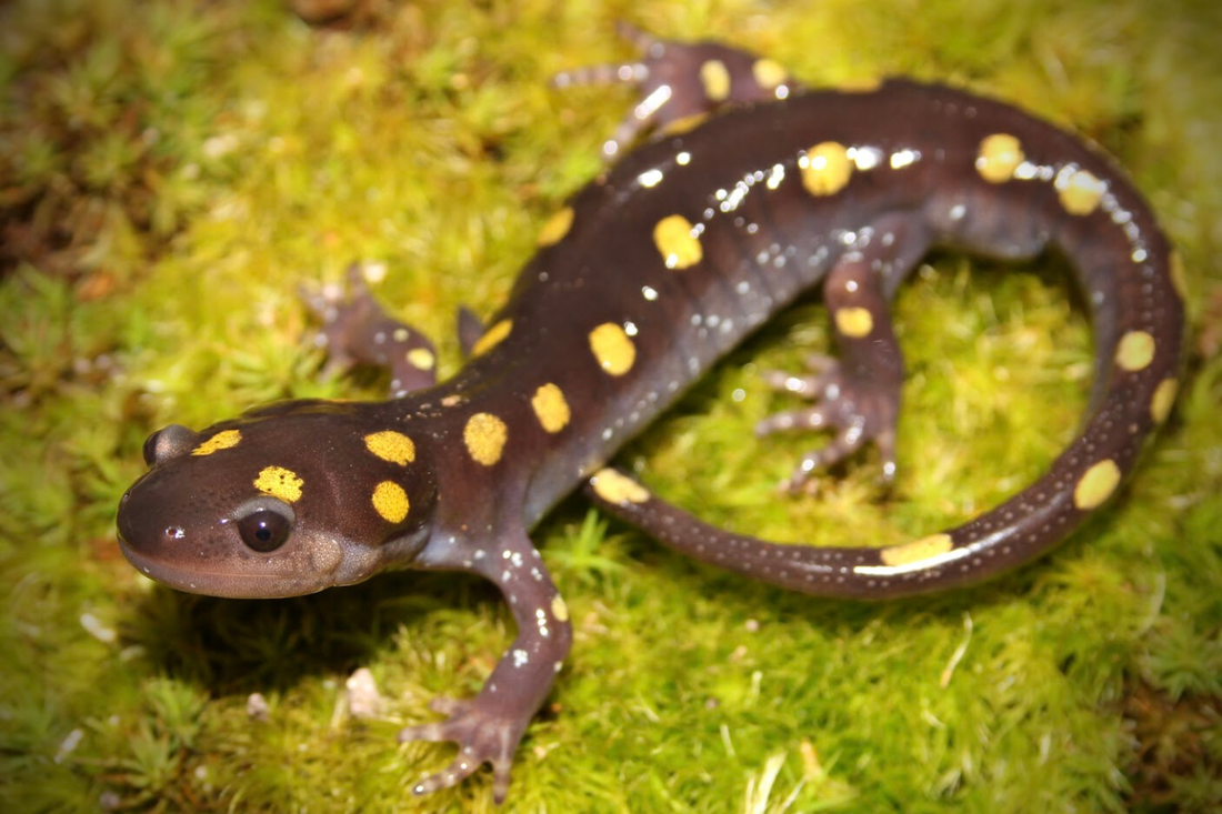 <p>spotted salamander</p>