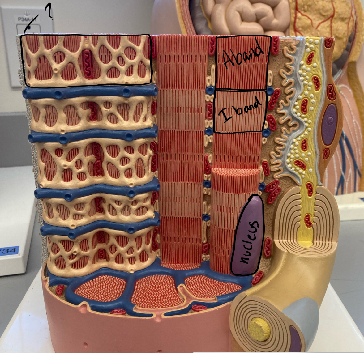 knowt flashcard image