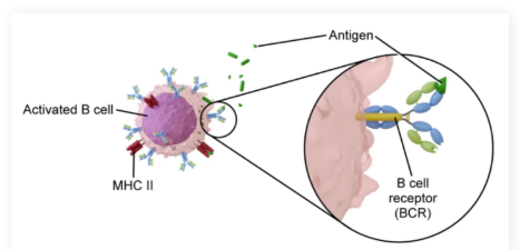 <ul><li><p>Control <strong>antibody-mediated immunity</strong> (humoral immunity)</p><ul><li><p>Manage the production and release of <strong>antibodies</strong></p></li></ul></li><li><p>Can also act as<strong> antigen-presenting cells</strong></p></li><li><p><strong>B cell receptors (BCRs):</strong> Located on B cells, binding to <strong>antigen epitopes </strong>either free floating or on the surface of pathogens</p></li><li><p>Each B cell has a unique BCR</p></li></ul><p></p>