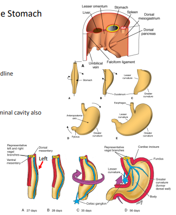 <ol><li><p>Developing stomach becomes fusiform in shape </p></li><li><p>The cranial and caudal ends of the stomach originally lie in the body’s midline </p></li><li><p>There is a 90 degree clockwise rotation around the stomach’s longitudinal axis </p></li><li><p>This causes the left side to face ventrally &amp; right side to face dorsally </p></li><li><p>The vagus nerves, which have travelled via the espohagus into the abdominal cavity also change position (left vagus faces ventrally; right vagus faces dorsally) </p></li><li><p>As this longitudinal rotation occurs, the stomach also starts to rotate around a ventro-dorsal axis </p></li><li><p>This causes the cranial (cardiac) part to shift slightly downward and to the left and the caudal (pyloric) part of the stomach to shift upward and right </p></li><li><p>Differential growth of the stomach during rotations gives rise to lesser curvature (pre-rotation = ventral surface - grows slower) and greater curvature (pre-rotation = dorsal surface - grows faster)</p></li></ol><p></p>