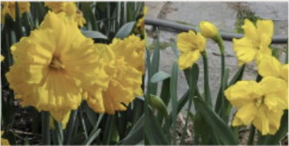 <p>Amaryllidaceae<br>Narcissus sp.</p>