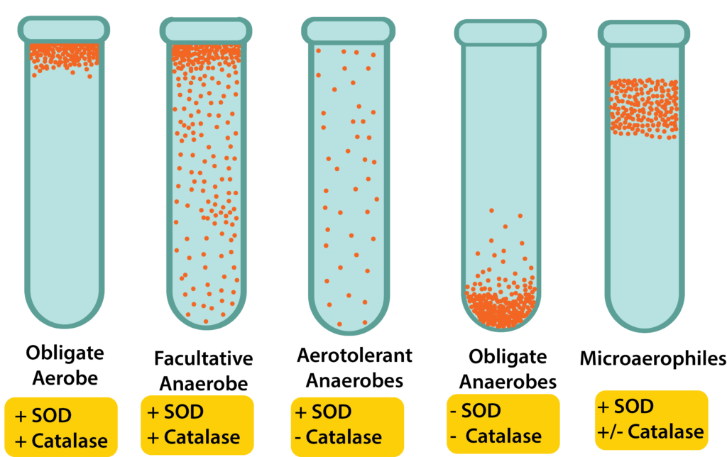 <p>Aerotolerant anaerobe: doesn't use O₂ but tolerates it</p><p>Microaerophile: needs low levels of O₂</p>