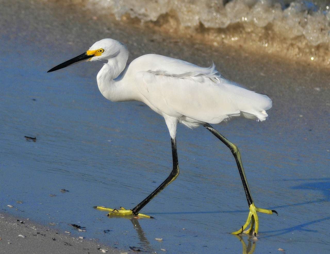 <p>_____ ______ are smaller than Great egrets and are medium sized herons. They were endangered much like the Great egret for their curvy plumes. </p><p>Identifying features: </p><ul><li><p>All white body </p></li><li><p>Black bill </p></li><li><p>Yellow skin at base of bill </p></li><li><p>Black legs</p></li><li><p>Yellow feet </p></li><li><p>Filmy, curvy plumes during breeding season</p></li></ul><p></p>