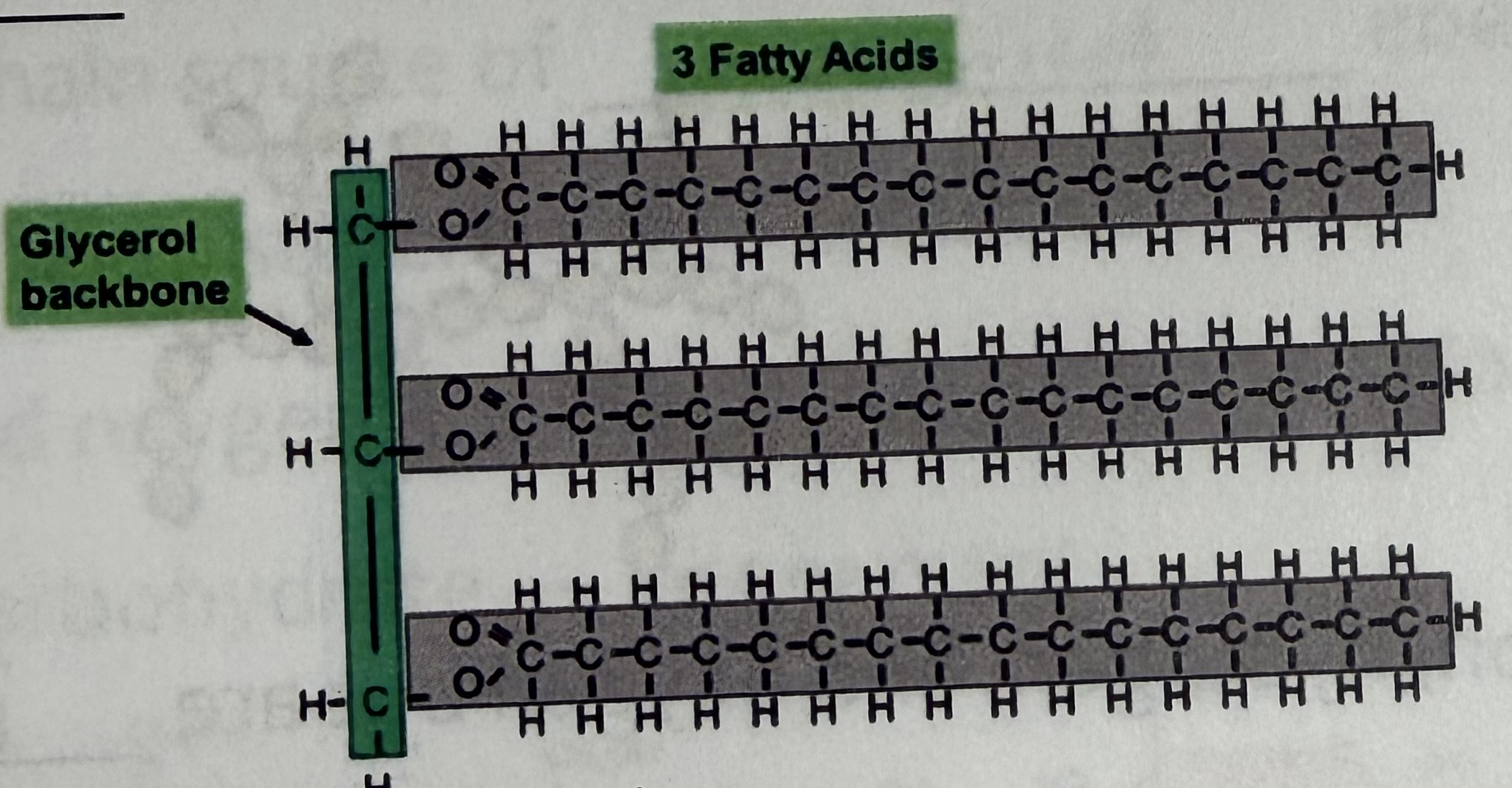 <p>Made up of a glycerol molecules and three fatty acids that combine through dehydration synthesis </p>