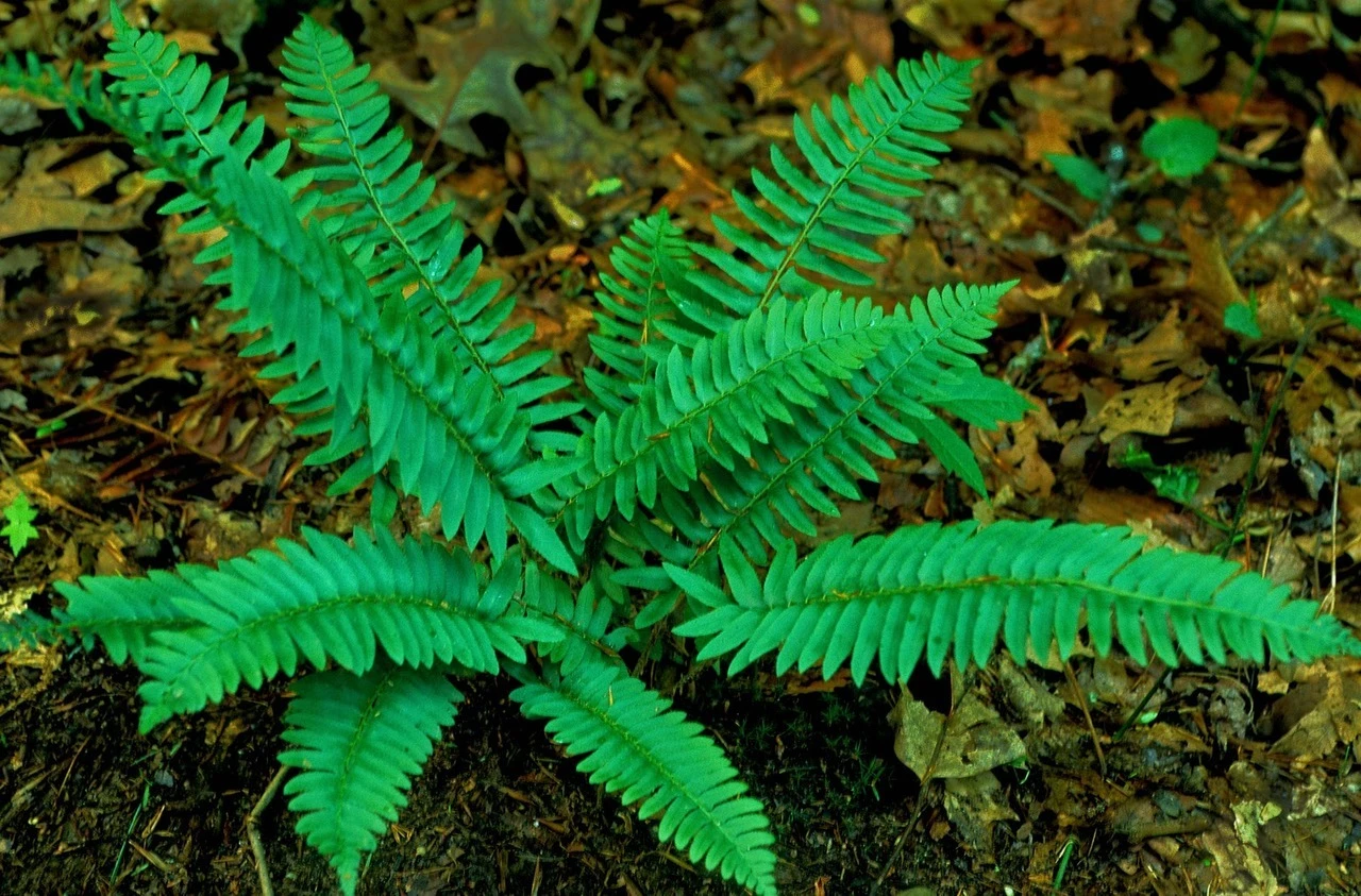<p>Polystichum acrostichoides</p>