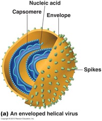 <p>The most numerous "organisms" on Earth</p><p>Are not cells but rather packages of nucleic acids and proteins, sometimes with lipid and carbohydrate envelopes</p><p>they require the invasion of a living cell to proliferate (pathogenic)</p>