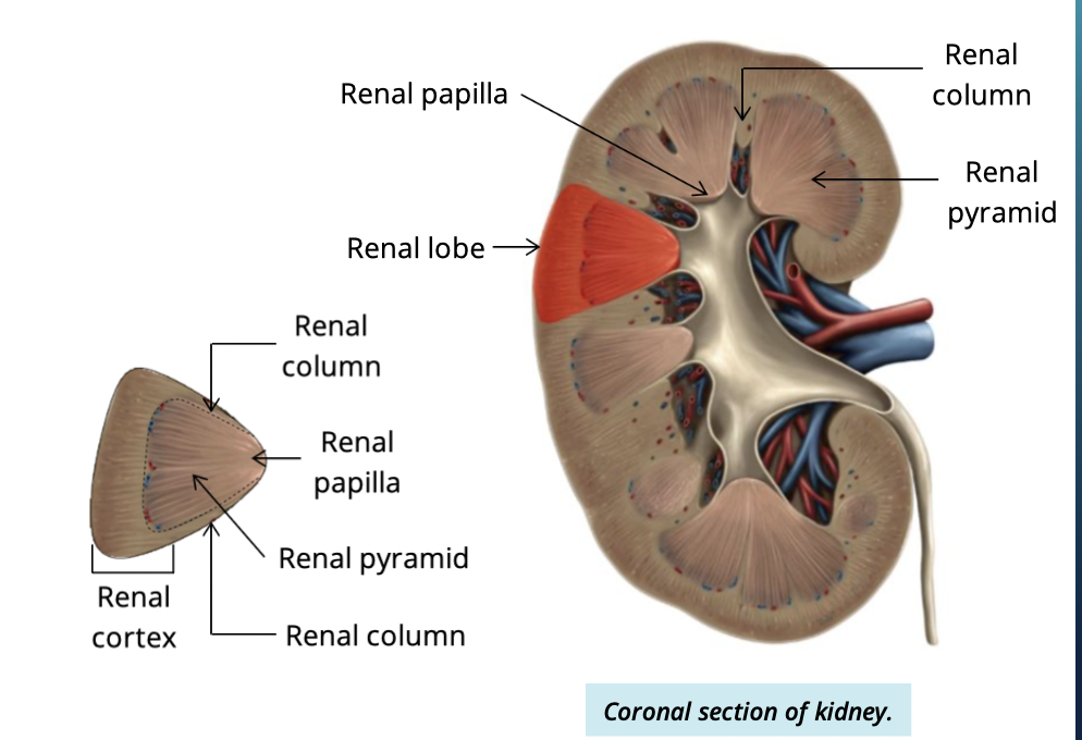 <p>the kidney is divided into renal lobes.. each lobe has: </p><ul><li><p>renal pyramid</p></li><li><p>overlying cortex</p></li><li><p>surrounding renal column </p></li></ul><p></p>