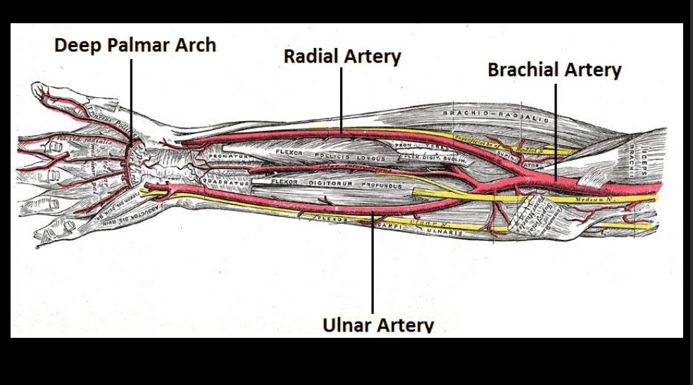 <p>Terminates in the superficial palmar arch</p>