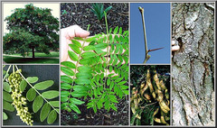 <p>Honey Locust</p>
