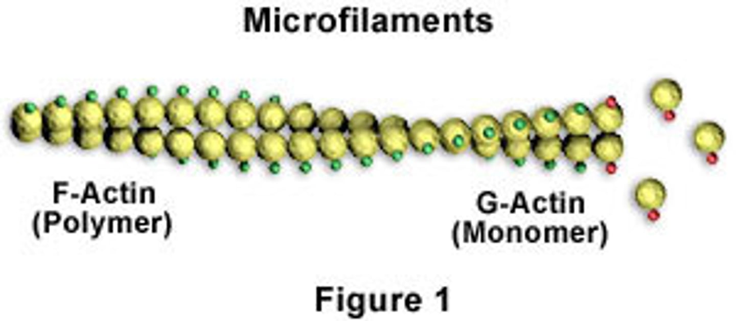 <p>Actin, used for cell motility.</p>