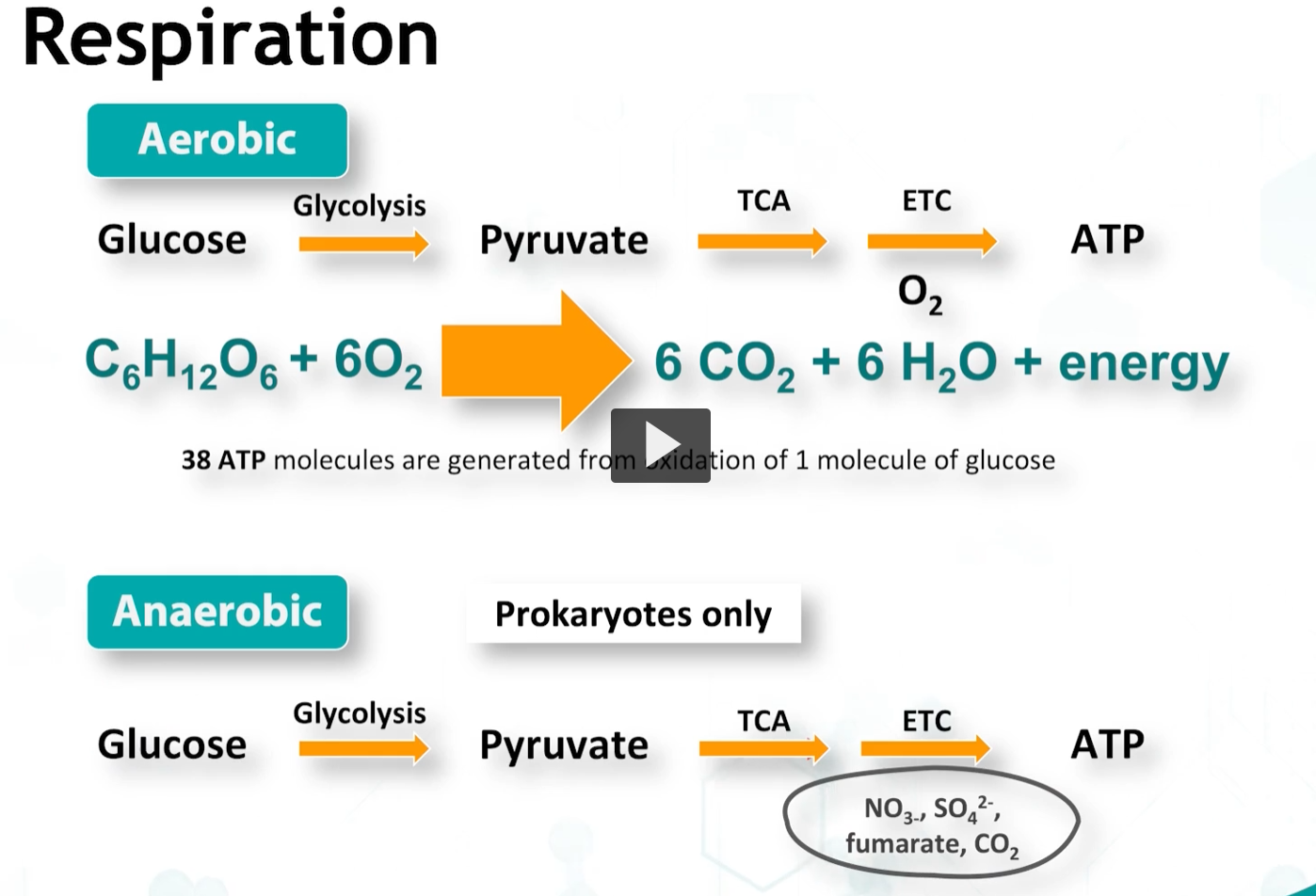 <p>Respiration refers to the complete dissimulation of sugars resulting in generation of 38 ATPs per molecule, 6 CO2 molecules, and water. </p><p>This is more efficient in eukaryotes, where 2 ATPs are used in a shuttle, that transports NADH into the mitochondria. </p><p>The final step in respiration is the electron transfer system, where oxidation reduction and electron transfer reactions occur </p><p>In bacteria, respiration can occur in BOTH aerobic and anaerobic conditions, the difference being who is the final electron acceptor. </p>