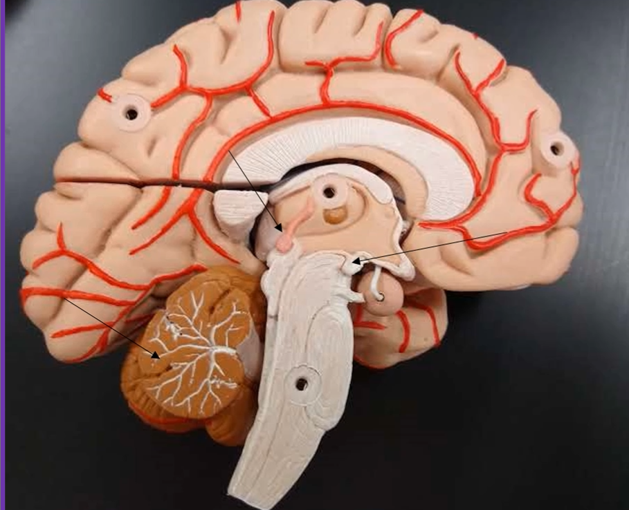 <p>What is the white ball that sits next to the pituitary gland?</p>