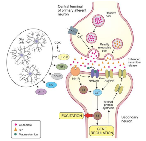 <p>Signaling at this synapse may increase in strength after injury or other forms of stimulation.</p><p>DNM diagram</p>