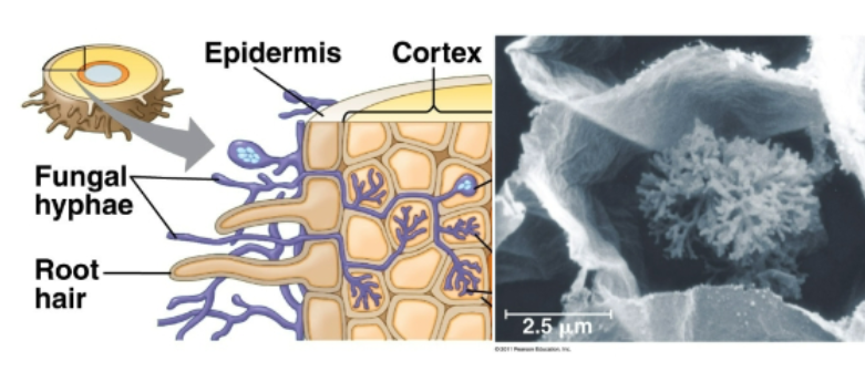 <p>-mutualism with fungi; helps water and mineral absorption </p><p>-dates back to first land plants (before true roots)</p>