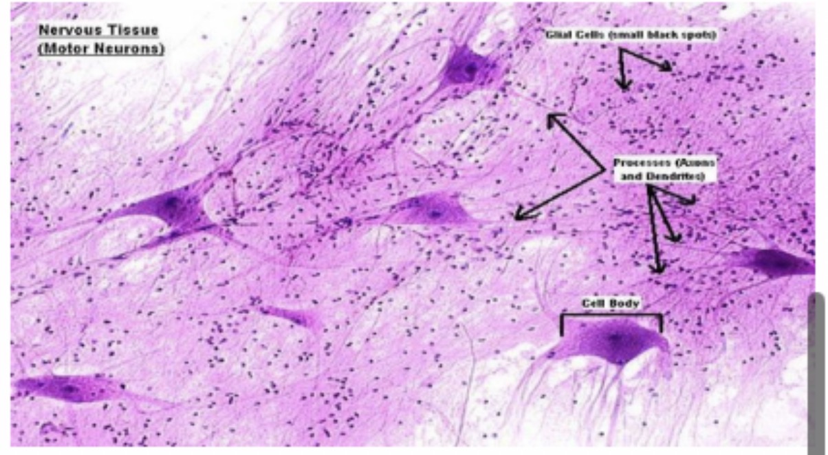 <p>Motor Neuron (multipolar) : Function : Carries impulses from the central nervous system to muscles and glands.</p>