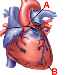 <p>A, label and identify importance</p>
