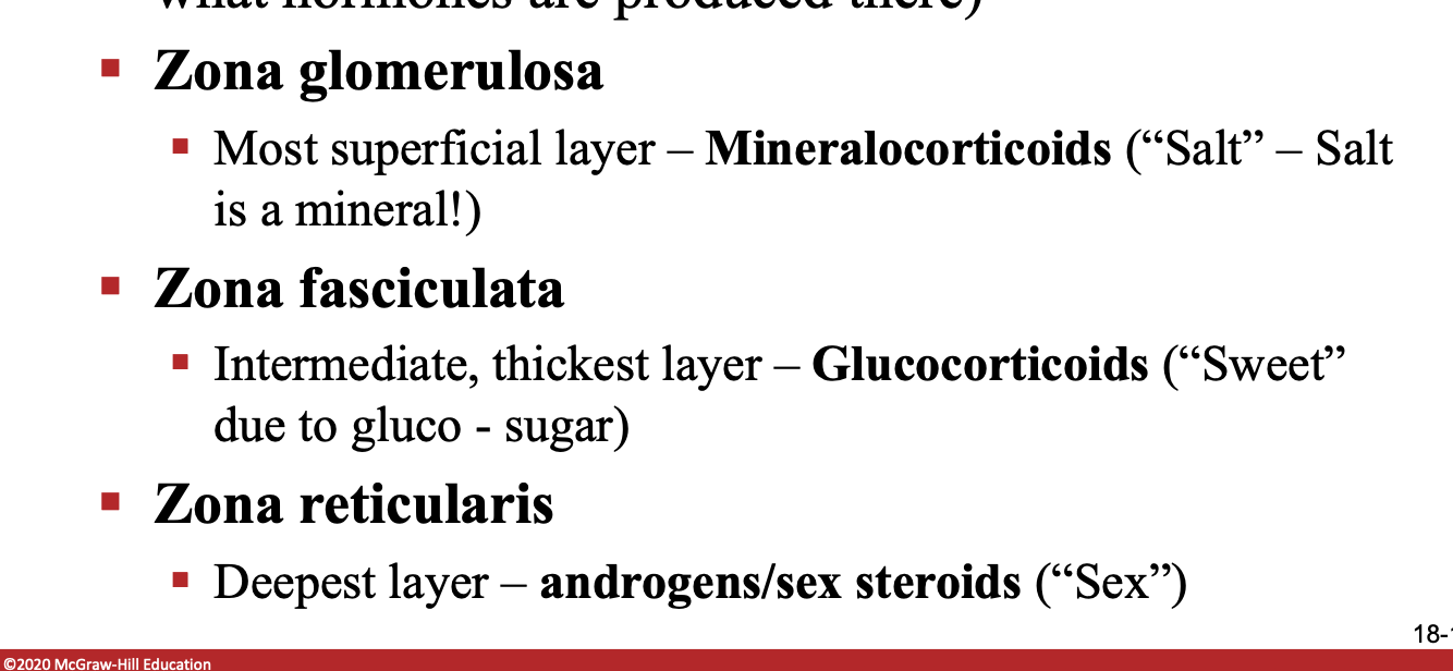 <p>g: supericial - mineralcorticoids (salt)</p><p>f: intermediate, thickest, glucororticoids (sugar)</p><p>r: deep, androgens/sex steroid</p>