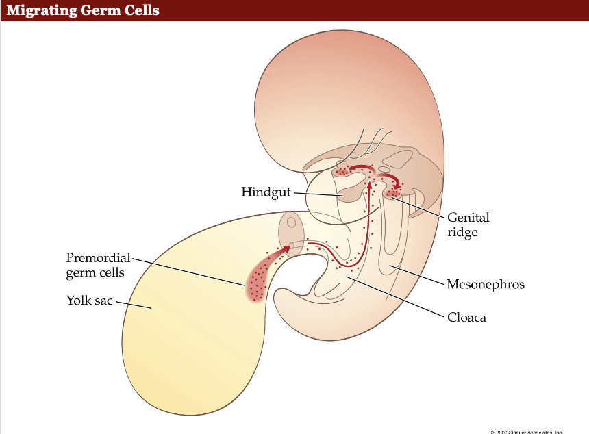 <ul><li><p><strong>Primordial germ cells (PGCs):</strong> Migrate toward the genital ridge (future gonads).</p></li><li><p><strong>Mechanism:</strong> Guided by chemical signaling/attractants released by the genital ridge.</p></li><li><p><strong>Evidence:</strong> Animal studies show that relocating the genital ridge changes PGC migration direction.</p></li></ul><p></p>