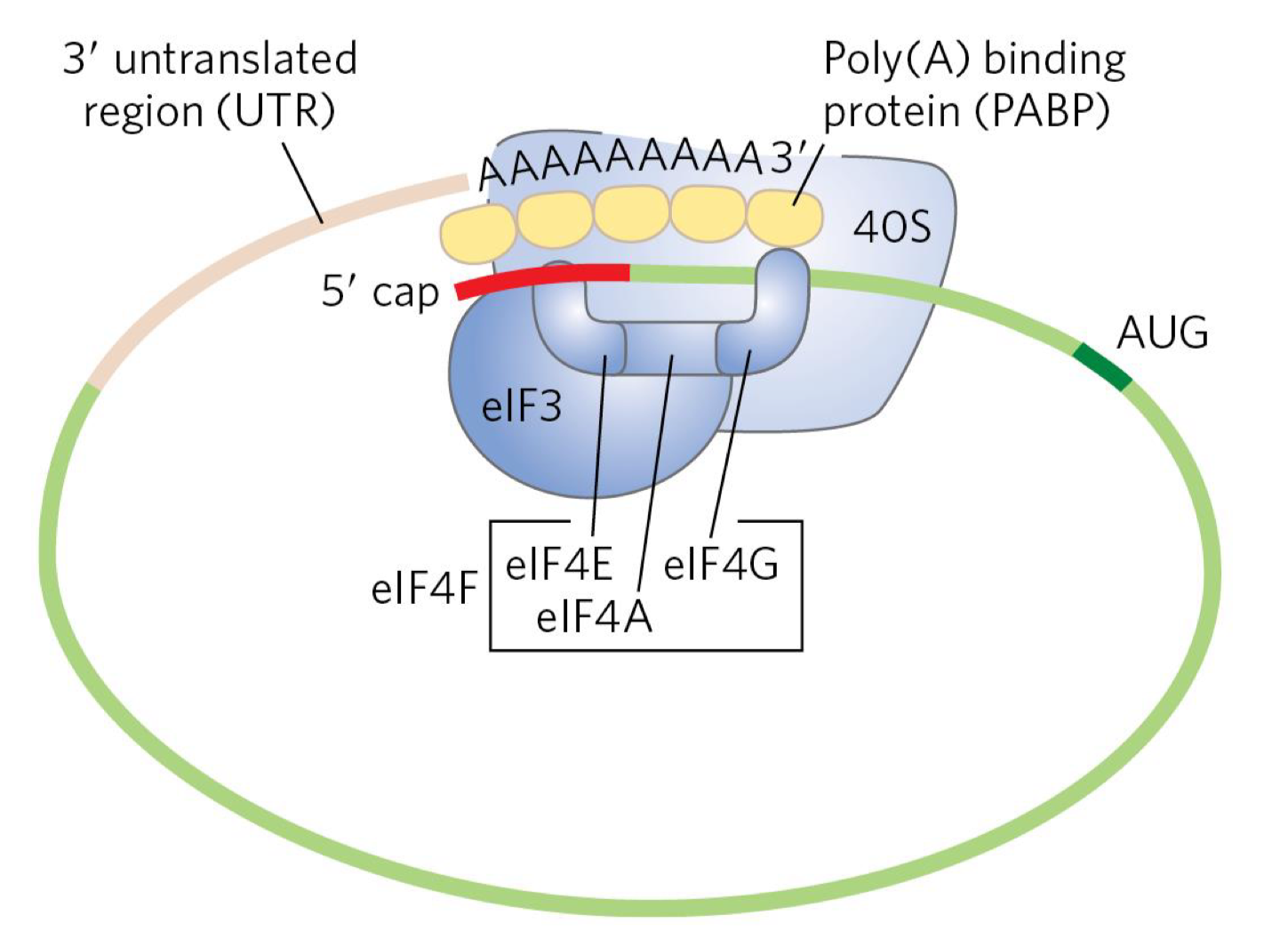 <ul><li><p>important factors bind to mRNA in the cytosol, including the 3’ poly(A)-binding protein (PABP)</p></li><li><p>PABP interacts w/ eukaryotic initiation factors (eIFs) bound to the 5’ cap</p><ul><li><p>this interaction promotes circularization of the mRNA, enhancing both translation efficiency and mRNA stability</p></li></ul></li></ul><p></p>